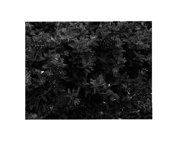 Figure 1 of US plant patent PP18584, the photograph of KLEVP05344 printed in the patent.
