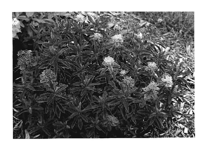 Figure 1 of US plant patent PP18585, the photograph of Bonfire printed in the patent.