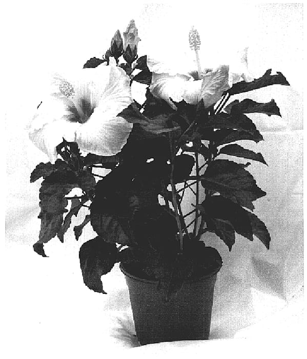 Figure 1 of US plant patent PP18586, the photograph of HJ-116 printed in the patent.