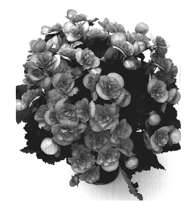 Figure 1 of US plant patent PP18587, the photograph of Bbbon printed in the patent.