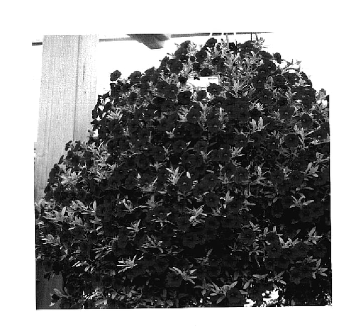 Figure 1 of US plant patent PP18588, the photograph of KLECA05115 printed in the patent.
