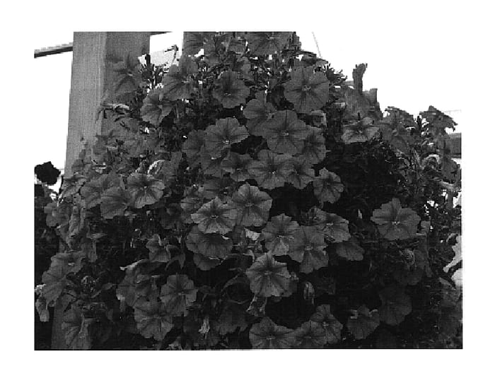 Figure 1 of US plant patent PP18589, the photograph of KLEPH05115 printed in the patent.