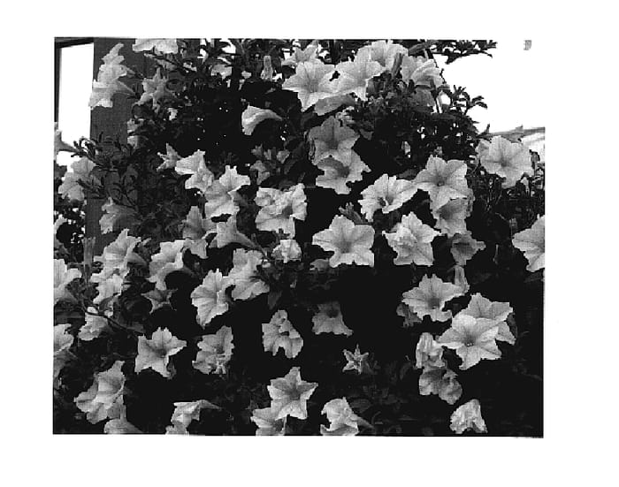 Figure 1 of US plant patent PP18590, the photograph of KLEPH05117 printed in the patent.