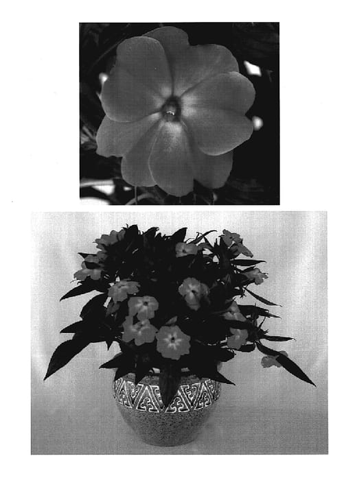 Figure 1 of US plant patent PP18591, the photograph of KIE165 printed in the patent.