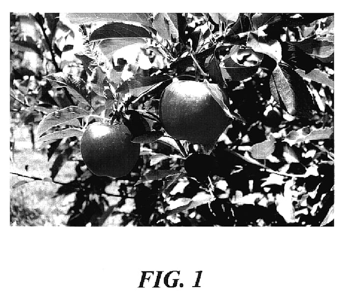 Figure 1 of US plant patent PP18592, the photograph of CJ07 printed in the patent.