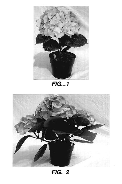 Figure 1 of US plant patent PP18593, the photograph of True Blue printed in the patent.