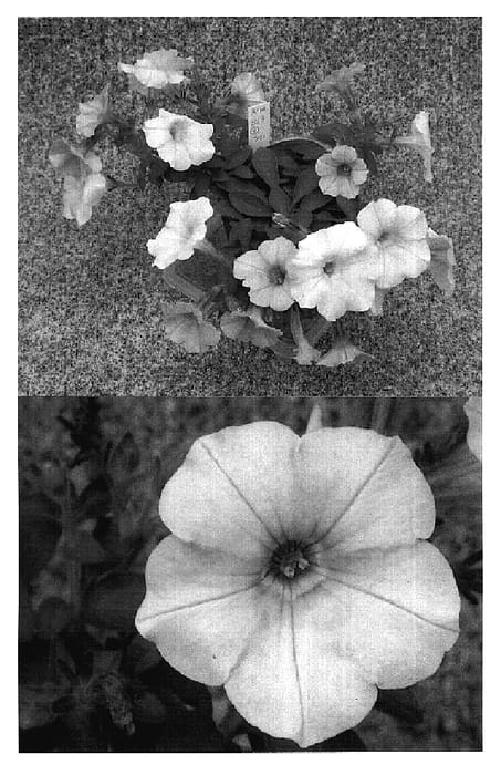 Figure 1 of US plant patent PP18594, the photograph of Sunsurfmicshipho printed in the patent.
