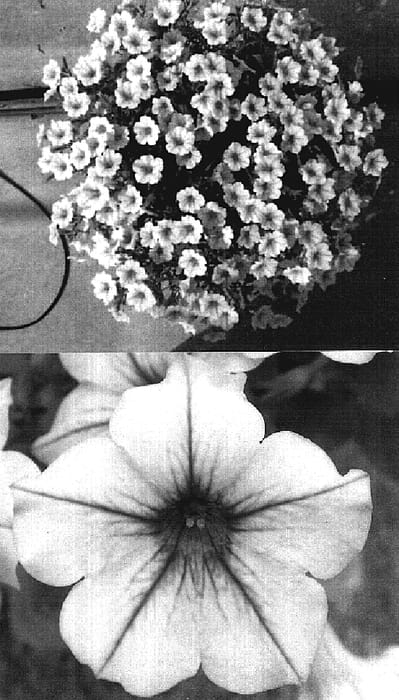 Figure 1 of US plant patent PP18595, the photograph of Sunsurfpivemi printed in the patent.