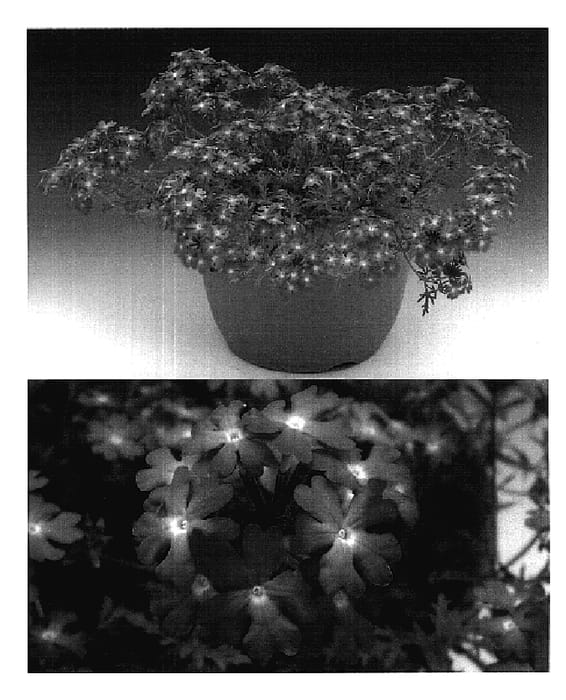 Figure 1 of US plant patent PP18596, the photograph of Suntapisofpi printed in the patent.