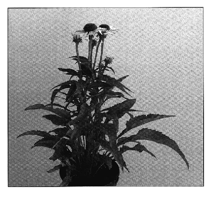 Figure 1 of US plant patent PP18597, the photograph of Avalanche printed in the patent.