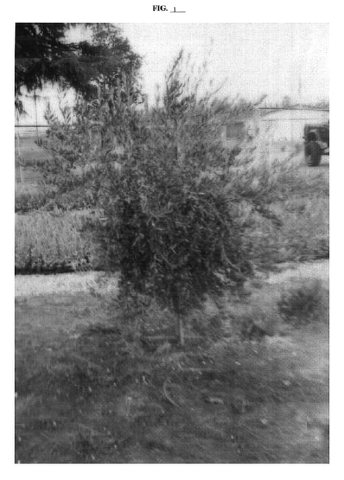 Figure 1 of US plant patent PP18598, the photograph of Arbosana Olint printed in the patent.