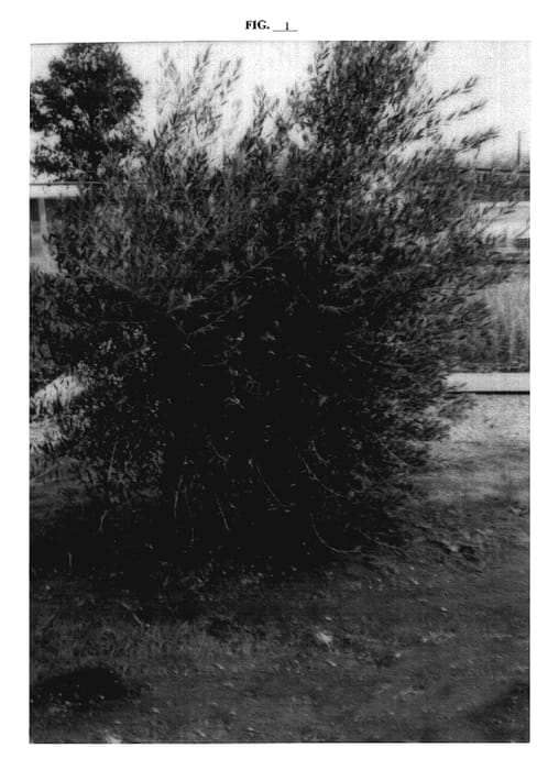 Figure 1 of US plant patent PP18599, the photograph of KORONEIKI selection OLINT printed in the patent.
