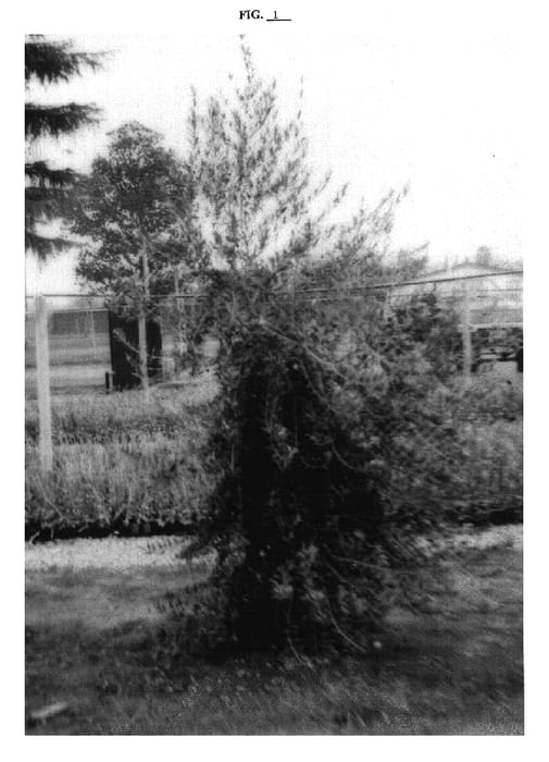Figure 1 of US plant patent PP18600, the photograph of Arbequina OLINT printed in the patent.