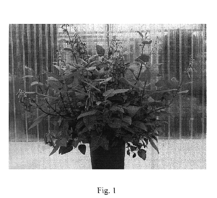 Figure 1 of US plant patent PP18601, the photograph of CROCORPRI printed in the patent.