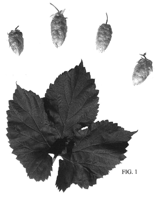 Figure 1 of US plant patent PP18602, the photograph of BRAVO printed in the patent.
