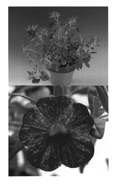 Figure 1 of US plant patent PP18603, the photograph of Sunbelrikist printed in the patent.