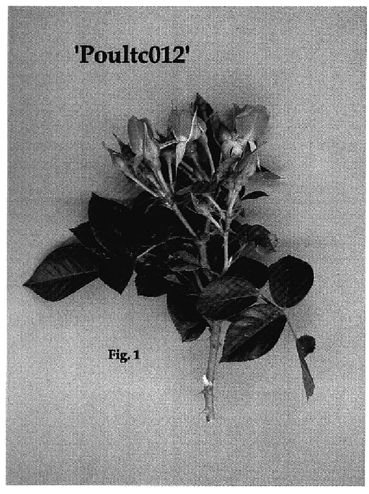 Figure 1 of US plant patent PP18604, the photograph of Poultc012 printed in the patent.