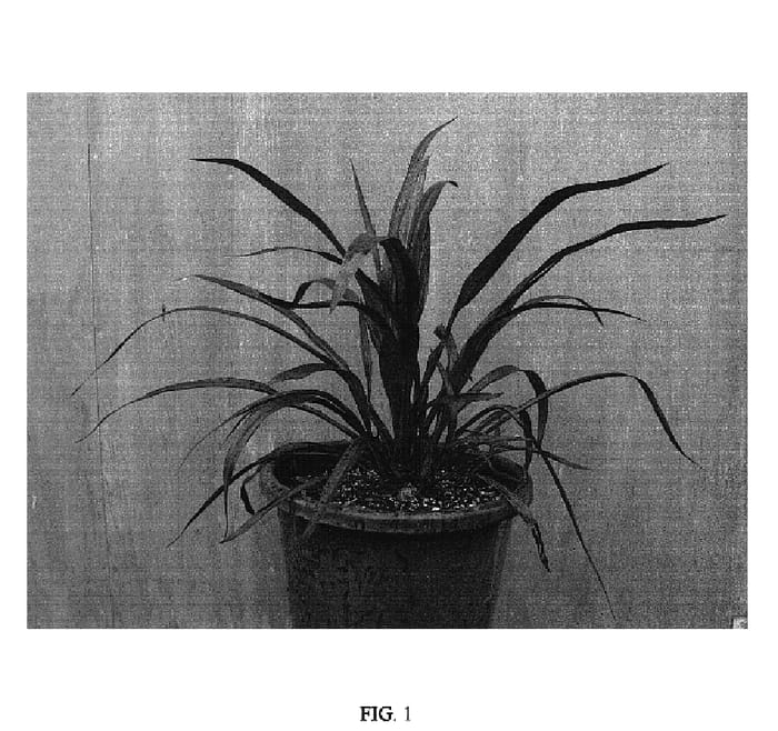 Figure 1 of US plant patent PP18605, the photograph of TANA printed in the patent.