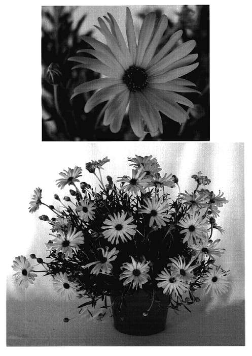 Figure 1 of US plant patent PP18606, the photograph of Sunny Dark Florence printed in the patent.