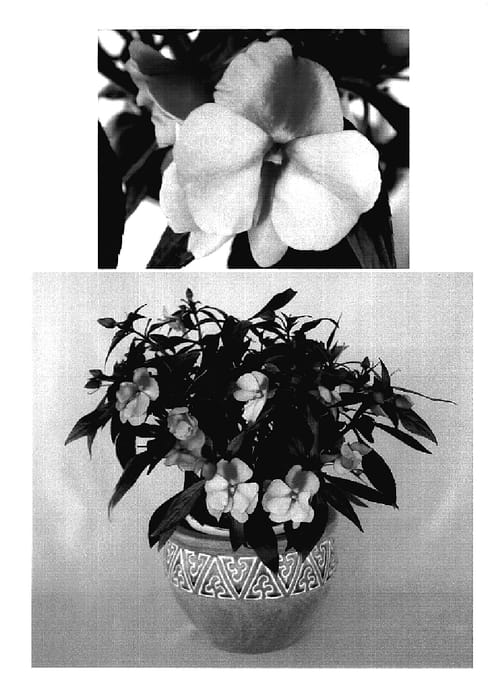 Figure 1 of US plant patent PP18607, the photograph of KIE206 printed in the patent.