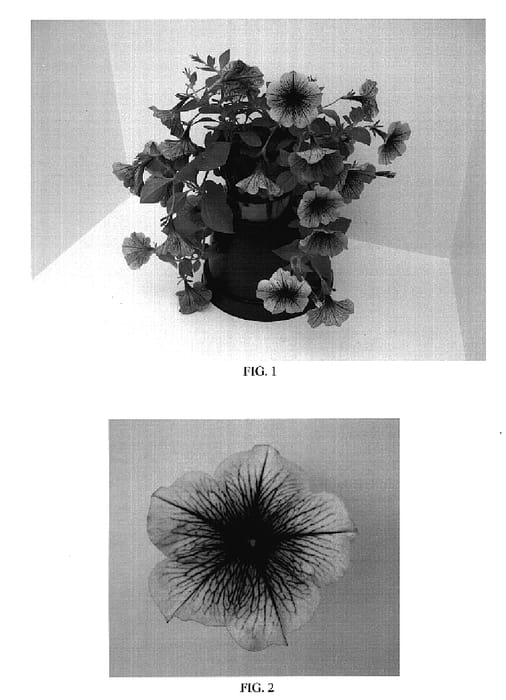 Figure 1 of US plant patent PP18608, the photograph of Balsunplum printed in the patent.