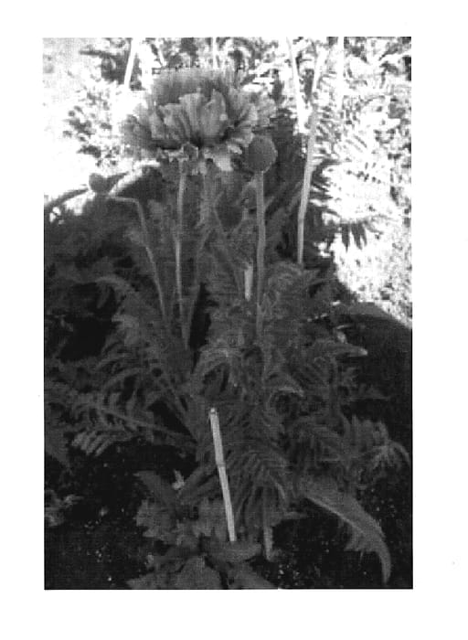 Figure 1 of US plant patent PP18609, the photograph of Ruffled Patty printed in the patent.