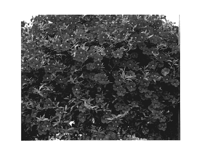 Figure 1 of US plant patent PP18610, the photograph of KLECA05101 printed in the patent.