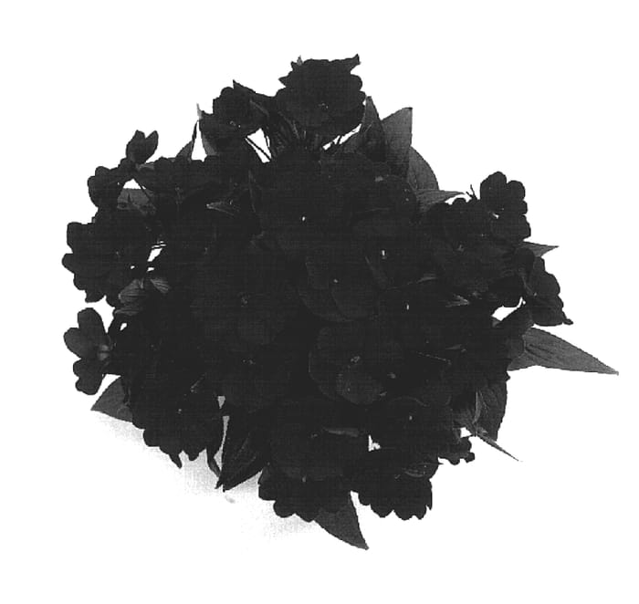 Figure 1 of US plant patent PP18611, the photograph of Odyhermes printed in the patent.