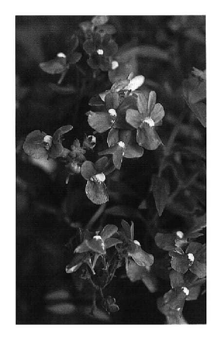 Figure 1 of US plant patent PP18612, the photograph of KLENH05138 printed in the patent.