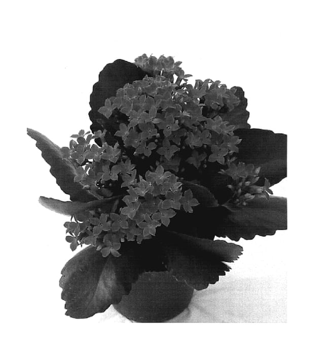 Figure 1 of US plant patent PP18613, the photograph of Galera printed in the patent.
