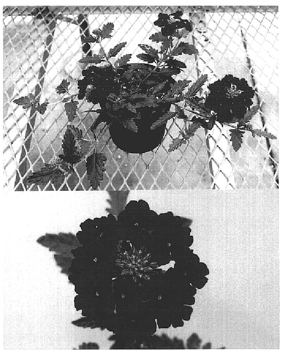 Figure 1 of US plant patent PP18615, the photograph of Sunmarired printed in the patent.