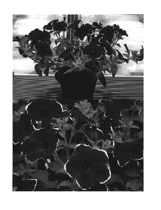 Figure 1 of US plant patent PP18616, the photograph of Sunsurfpafure printed in the patent.