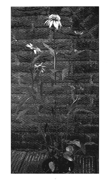 Figure 1 of US plant patent PP18617, the photograph of Coconut Lime printed in the patent.