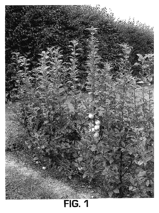 Figure 1 of US plant patent PP18618, the photograph of M116 printed in the patent.