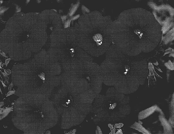 Figure 1 of US plant patent PP18619, the photograph of KLECA05116 printed in the patent.