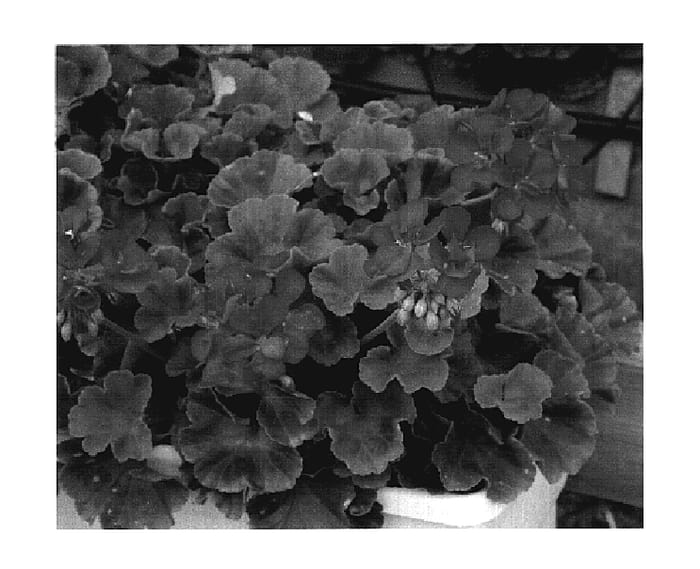Figure 1 of US plant patent PP18621, the photograph of KLEPZ05129 printed in the patent.