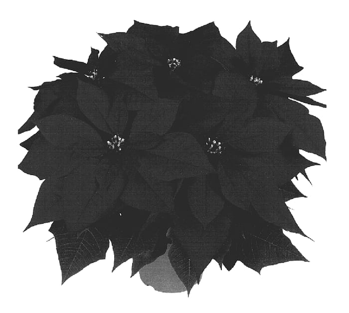 Figure 1 of US plant patent PP18622, the photograph of Duemetro printed in the patent.
