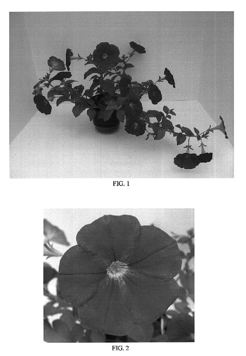 Figure 1 of US plant patent PP18623, the photograph of Balsundarco printed in the patent.