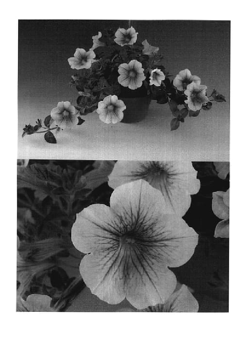 Figure 1 of US plant patent PP18624, the photograph of Sunsurfmomo printed in the patent.