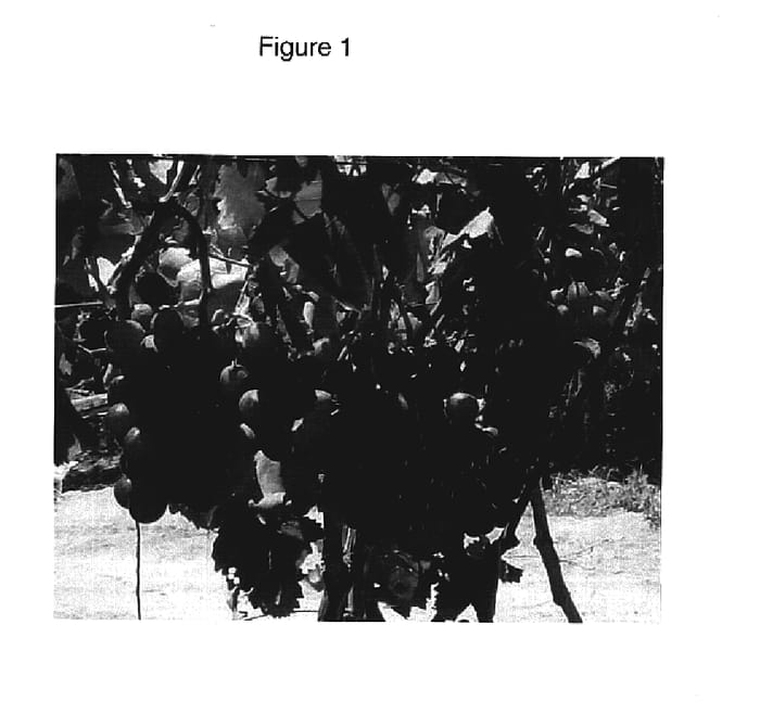 Figure 1 of US plant patent PP18625, the photograph of Arrafourteen printed in the patent.