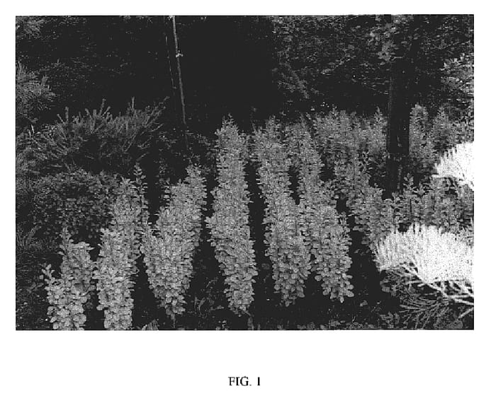 Figure 1 of US plant patent PP18626, the photograph of Golden Rocket printed in the patent.