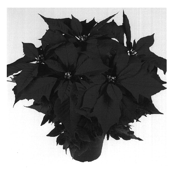 Figure 1 of US plant patent PP18627, the photograph of Dueavared printed in the patent.