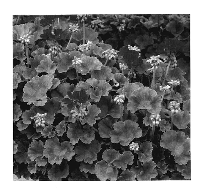 Figure 1 of US plant patent PP18628, the photograph of KLEPZ05141 printed in the patent.
