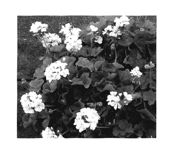 Figure 1 of US plant patent PP18629, the photograph of KLEPZ05148 printed in the patent.