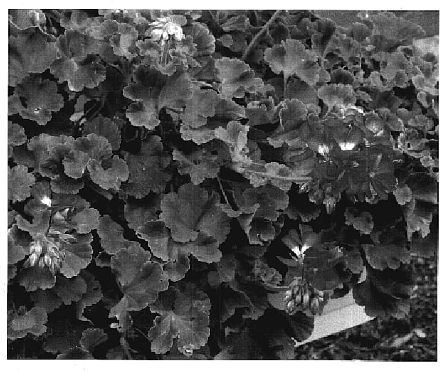 Figure 1 of US plant patent PP18630, the photograph of KLEPZ05149 printed in the patent.