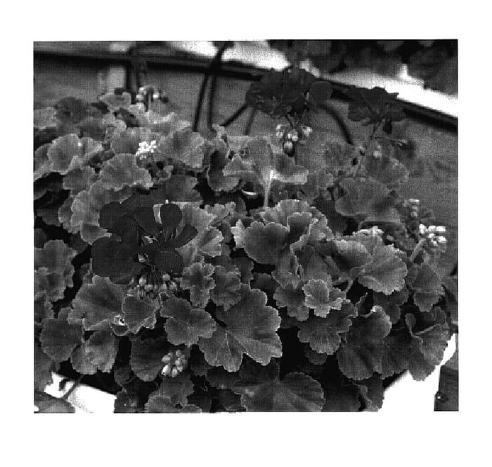 Figure 1 of US plant patent PP18631, the photograph of KLEPZ05137 printed in the patent.