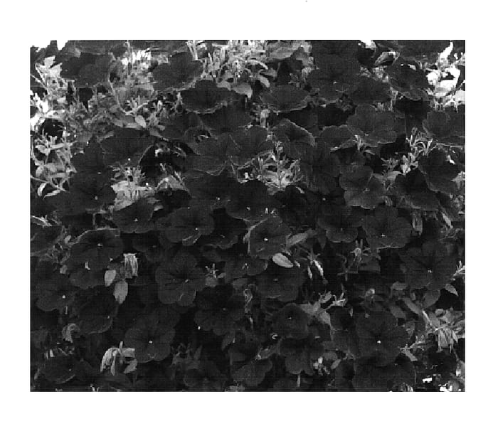 Figure 1 of US plant patent PP18632, the photograph of KLEPH05111 printed in the patent.