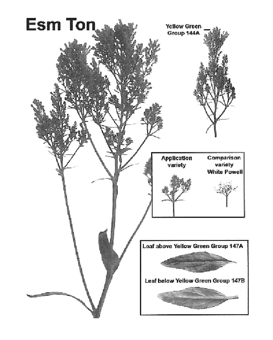 Figure 1 of US plant patent PP18633, the photograph of Esm Ton printed in the patent.