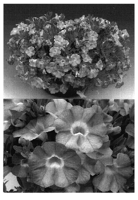 Figure 1 of US plant patent PP18635, the photograph of Sunbelkusubu printed in the patent.