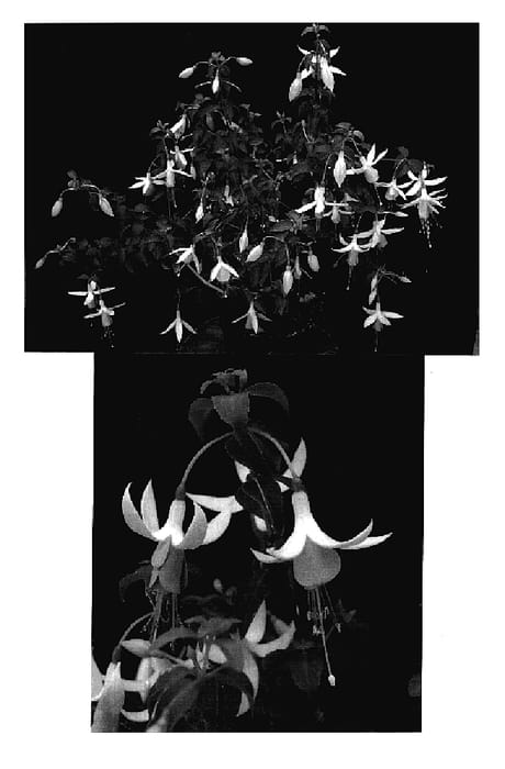 Figure 1 of US plant patent PP18636, the photograph of Sanifpeco printed in the patent.